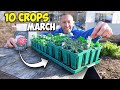 10 crops youd be foolish not to plant in march