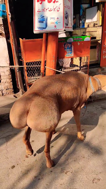 Beautiful Lamb with big Butt #lamb #shorts #cuteanimals