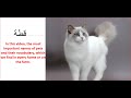 مفردات الحيوانات الأليفة Pet Vocabulary 