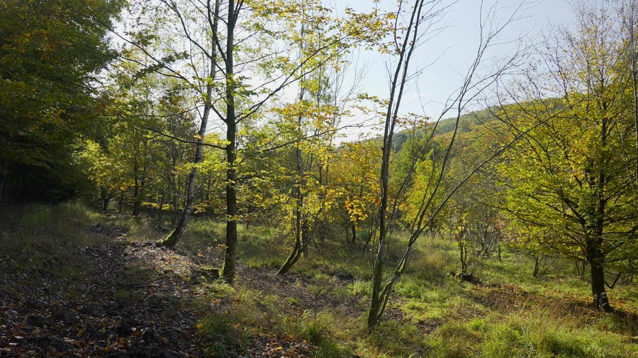 Ökologischer Ausgleich beim Bau der A 49 (I): Was sind Ausgleichs- und Ersatzmaßnahmen?