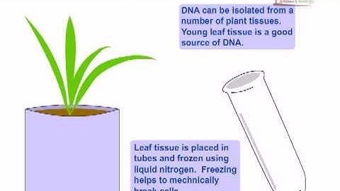 DNA extraction from plants