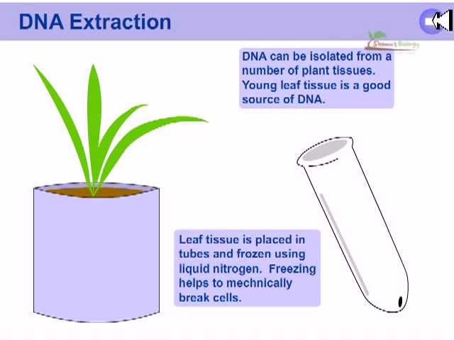 Dna Extraction From Plants Youtube