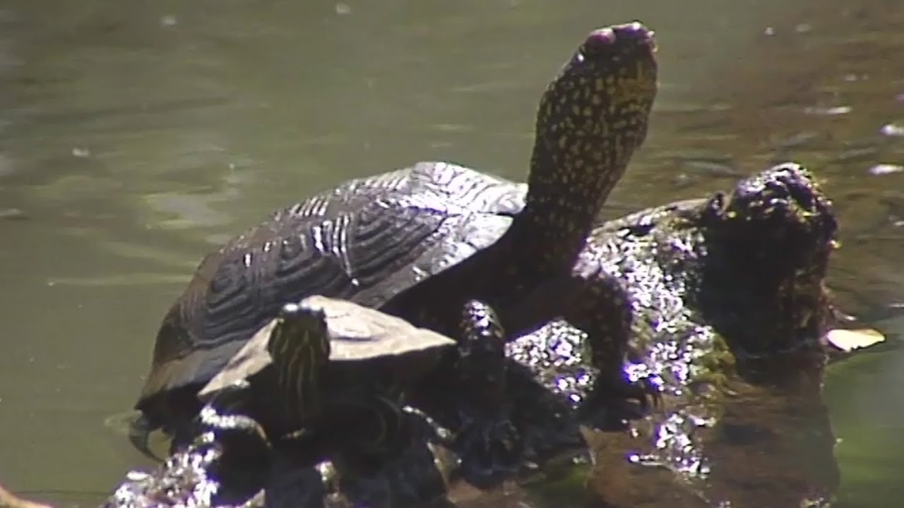 tortue aquatique cistude d'Europe