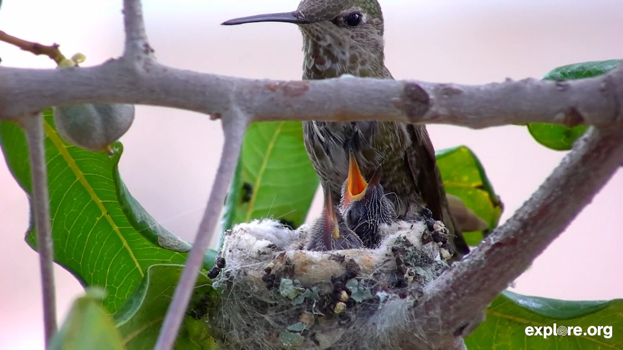 Joy the Hummingbird: The Full Journey from Hatch to Fledge | 2026 ...