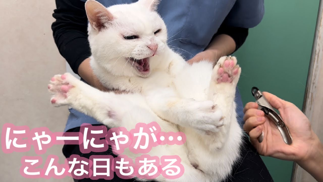 にゃーにゃの一撃。一瞬すぎて、衝撃的でした。 - YouTube