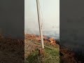 #stubbleburning #farmers #environment #pollution #india #sustainablefarming #harmful #practice