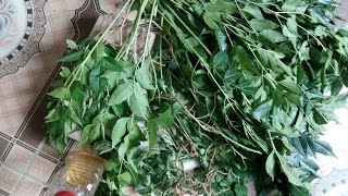 Cách hay chữa sưng đau khớp gối bàn chân tê buốt_Natural remedy for joint pain