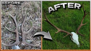 HOW TO MOUNT RED DEER ANTLERS ON A 3D PRINTED DEER SKULL  ZRZUTY 2024