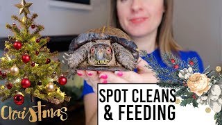 Spot Cleaning Enclosures & Setting Up A Christmas Tree
Spot Cleaning Enclosures & Setting Up A Christmas Tree
Hey guys! Today I thought it would be fun to feed lemon my pacman frog, my turtle and tortoise for you guys! Hope you enjoy watching me do a feeding, tank clean and setup their Christmas tree.
PO BOX 1572
White House, Tn
37188
Business Email: Littlelotti24@hotmail.com
INSTAGRAM: LITTLELOTTI24
SNAP: LITTLELOTTI24
FAQ
CAMERA: CANNON G7X Markii
SHIRT: rugrats shirt amazon
EDITOR: IMOVIE & FINAL CUT PRO
ALL ITEMS PURCHASED BY ME AND ALL OPINIONS ARE MY OWN. ALL MUSIC IS ROYALTY FREE, AND NOT MY OWN
Nouvelle Noel Kevin MacLeod (incompetech.com)
Licensed under Creative Commons: By Attribution 3.0 License
http://creativecommons.org/licenses/by/3.0/ Spot Cleaning Enclosures & Setting Up A Christmas Tree