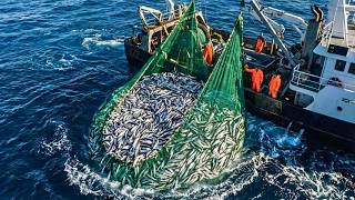 520,000 Fish in a Giant Net (Insane Commercial Haul) 520,000 Fish in a Giant Net (Insane Commercial Haul)