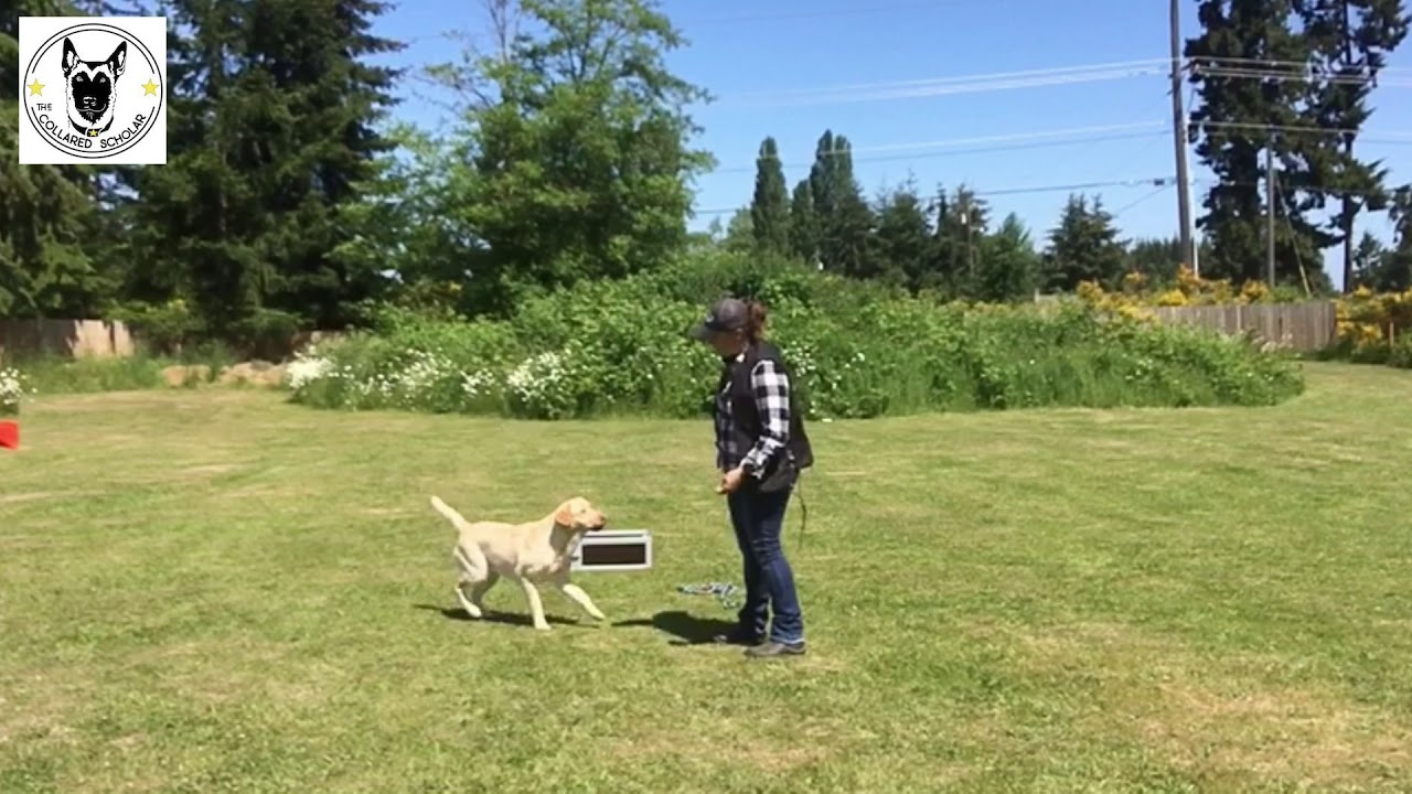Leave It Command Teach Your Dog the 'Leave It' Command - YouTube