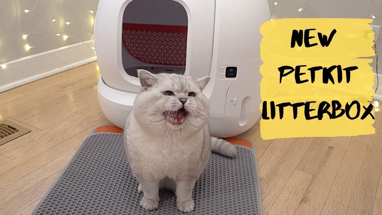 Litter Box That Attract Cats! PETKIT PURAMAX Litter Box for Apollo's Family YouTube