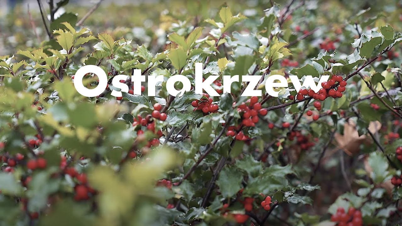 Ostrokrzew poleca się na Święta!