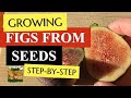 How to Grow Fig from seeds - Part 1 How to harvest Ficus carica Fig Tree Seeds