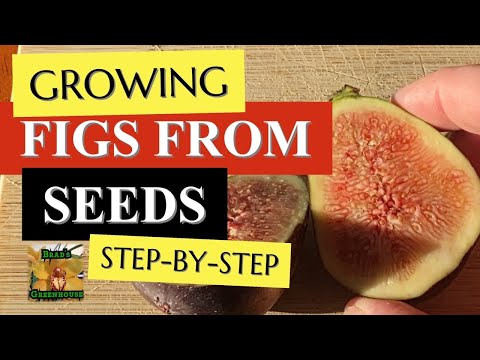 How to Grow Fig from seeds - Part 1 How to harvest Ficus carica Fig Tree Seeds