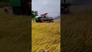 Máy gặt bốc khói khi đang cắt lúa #nôngnghiệpđóđây #cô2vlog #cô2 #nongdan #lúa #maygatdaplienhop