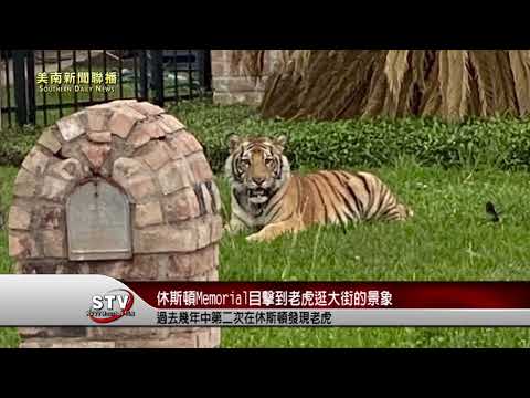 休斯頓 Memorial 目擊到老虎逛大街的景象