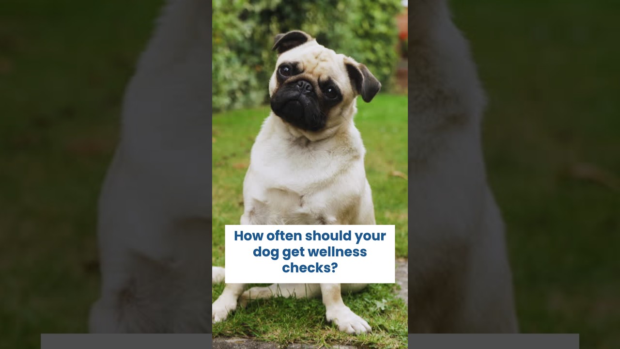 How Often Should Dogs Go To The Vet For Wellness Checks?