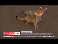 Найменша лисиця на планеті – "Поп-Наука"