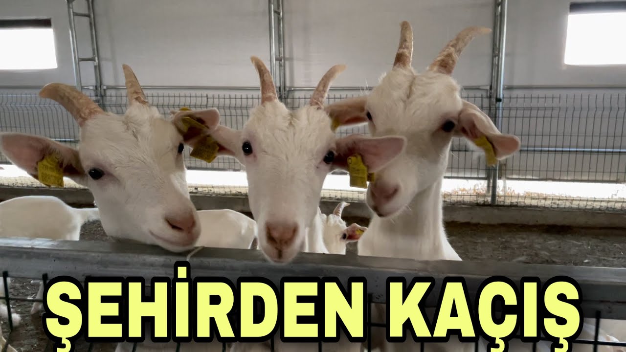 KAPALI SİSTEM KEÇİ BAKMAK PARA KAZANDIRIR MI ? ~ @semihiman