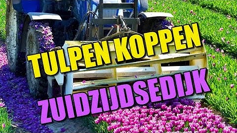 Tulpen Koppen Hoeksche Waard 2025 #tulpen #tulips #landbouw