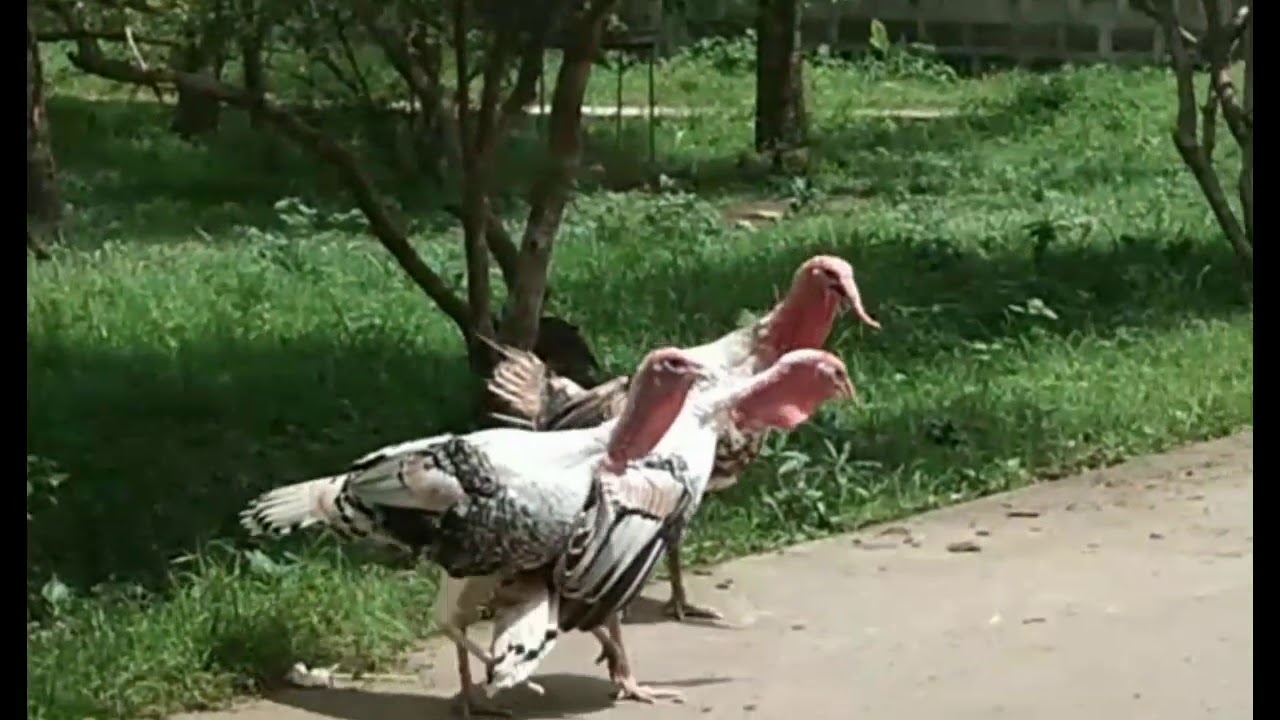 Conluck #AWAY SA CONLUCK FARM SA BATANGAS, AKING TINUTUKAN. - YouTube