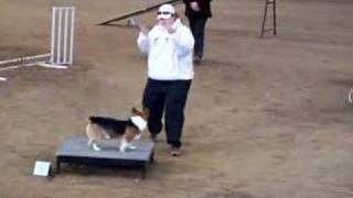Corgi Agility AKC Standard Q
