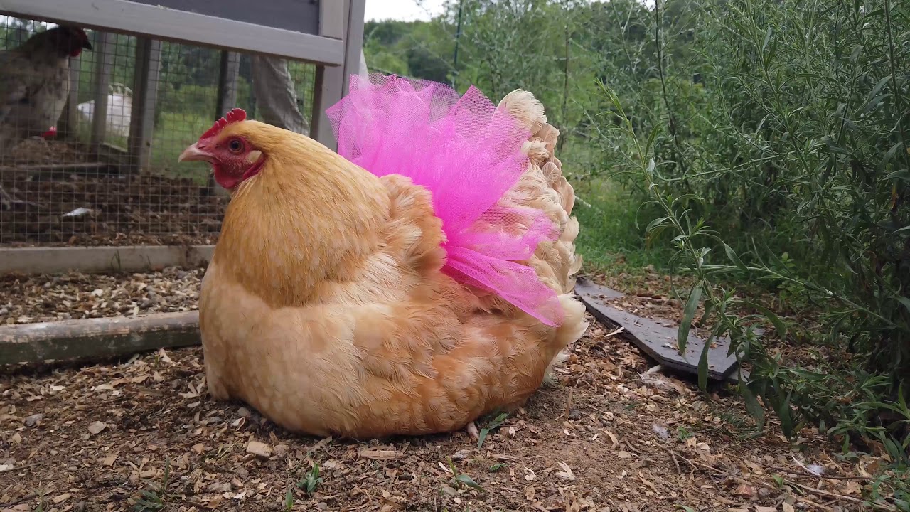 Heres a Chicken Wearing Pants  Videos from The Weather Channel