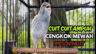 KENARI GACOR  Cuit CUIT BIRAHI SUARA Kenari MASTERAN TERBAIK UNTUK PANCINGAN & MASTERAN Kenari PAUD