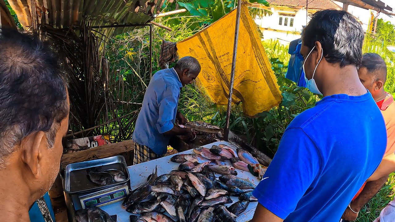 Wow!! Live Tilapia Fish Market in Sri Lanka Excellent Tilapia Fish