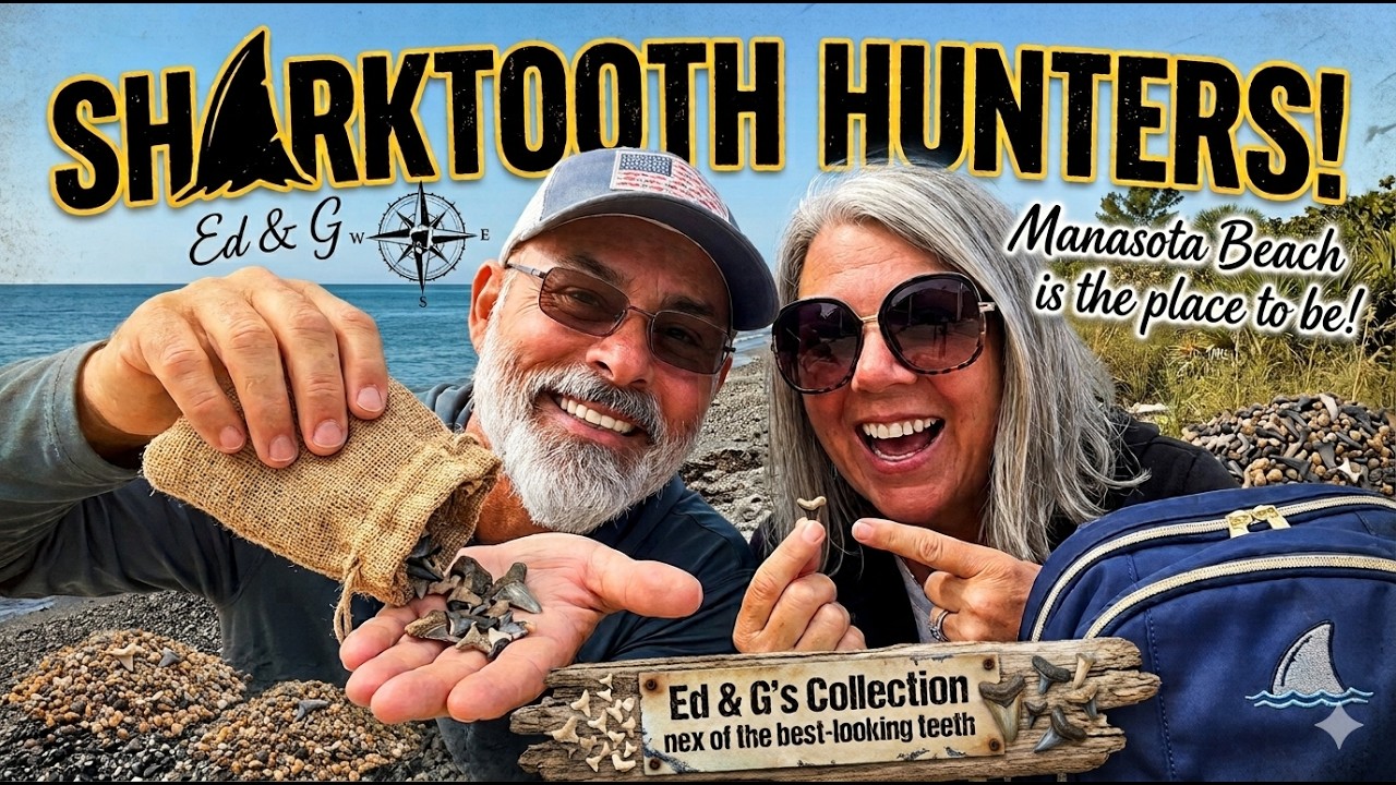 Sharktooth Hunting at Manasota Beach Florida