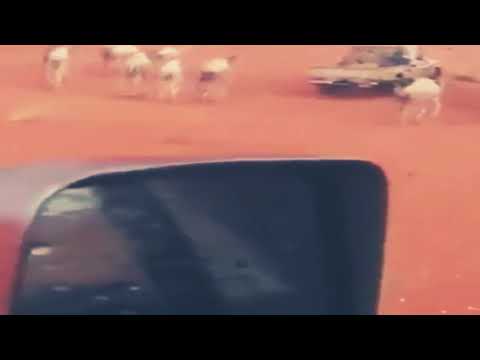 زامل على العود ضيفنا يوم يلفي عندنا محبوب