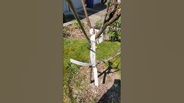 Grafting over a peach tree with curl resistant varieties.
