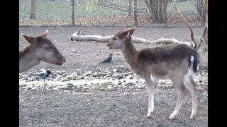 Állatvilág télen a Dunán és a Margitszigeten