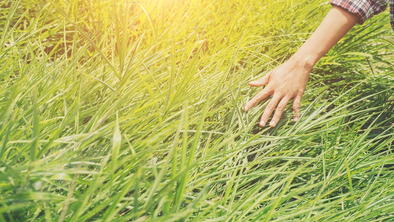 Трогать траву. Потрогай траву. Трогают траву фото. Пальцы на траве. О какой траве идет речь
