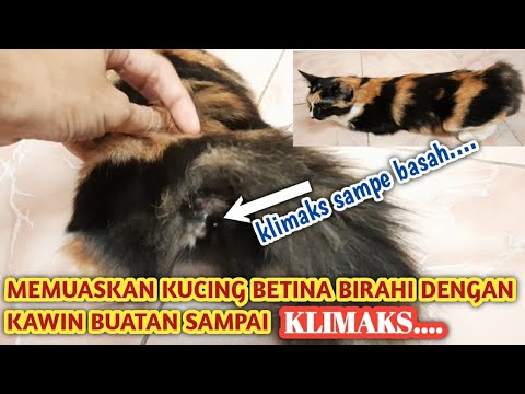 MENGATASI KUCING BETINA BIRAHI USIA DIBAWAH 1 TAHUN | cara memuaskan kucing betina birahi