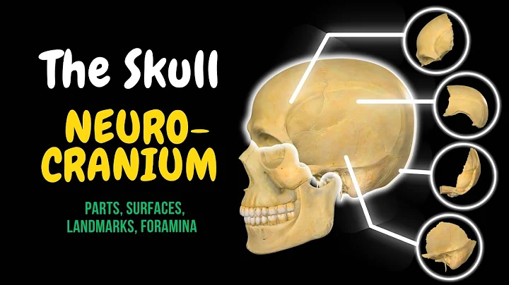 Skull Bones: Neurocranium (Frontal, Parietal, Temporal, Occipital, Sphenoid, Ethmoid)