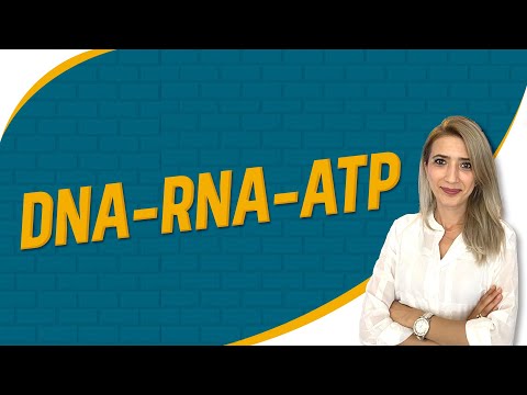 Video: RNA, DNA'dan nasıl ayırt edilir?