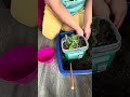 442026 #flowers #plants #plantita #youtubeshorts #shorts #highlights #shortvideo #africanviolets