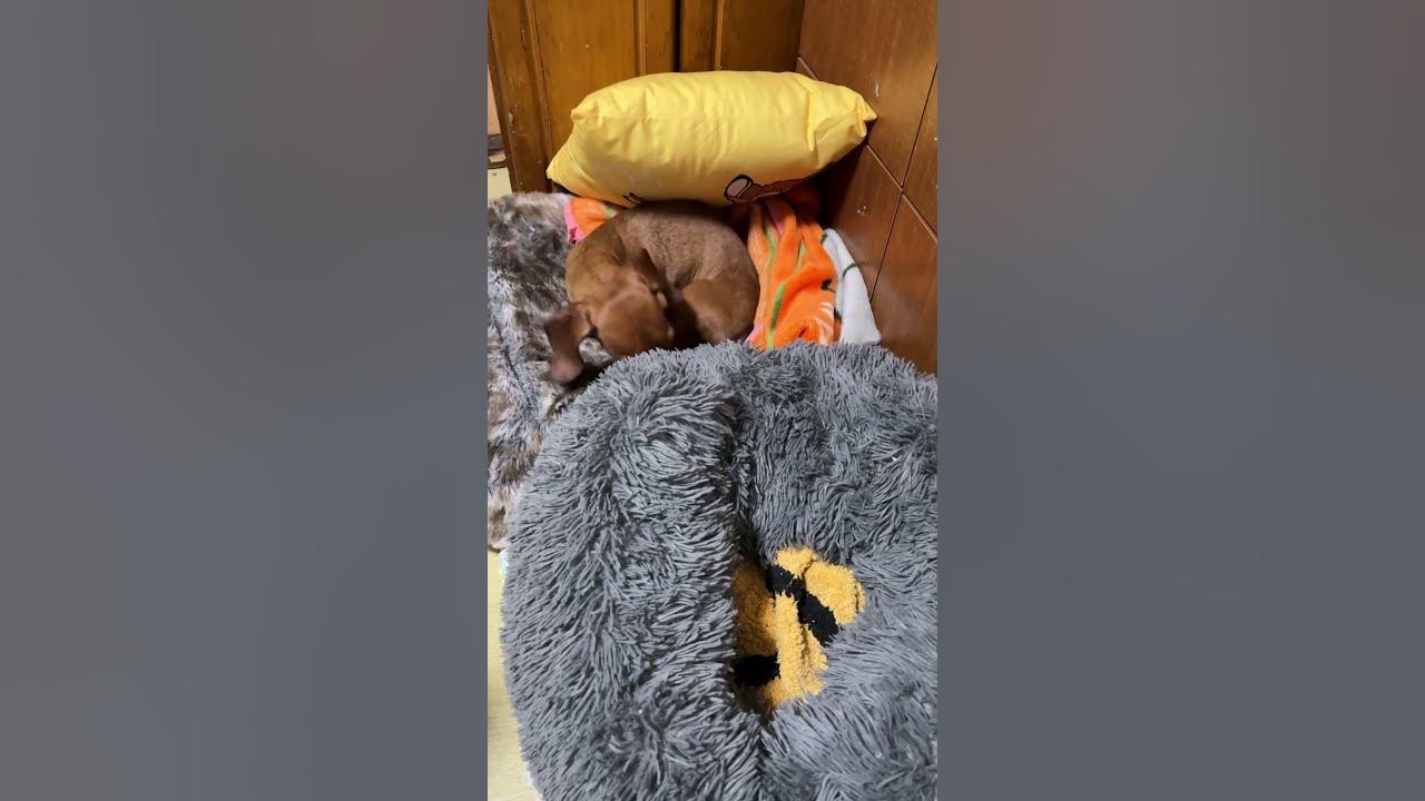 不完全 shorts YouTube