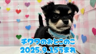 ペットプラザ広島祇園店 チワワ 2508301