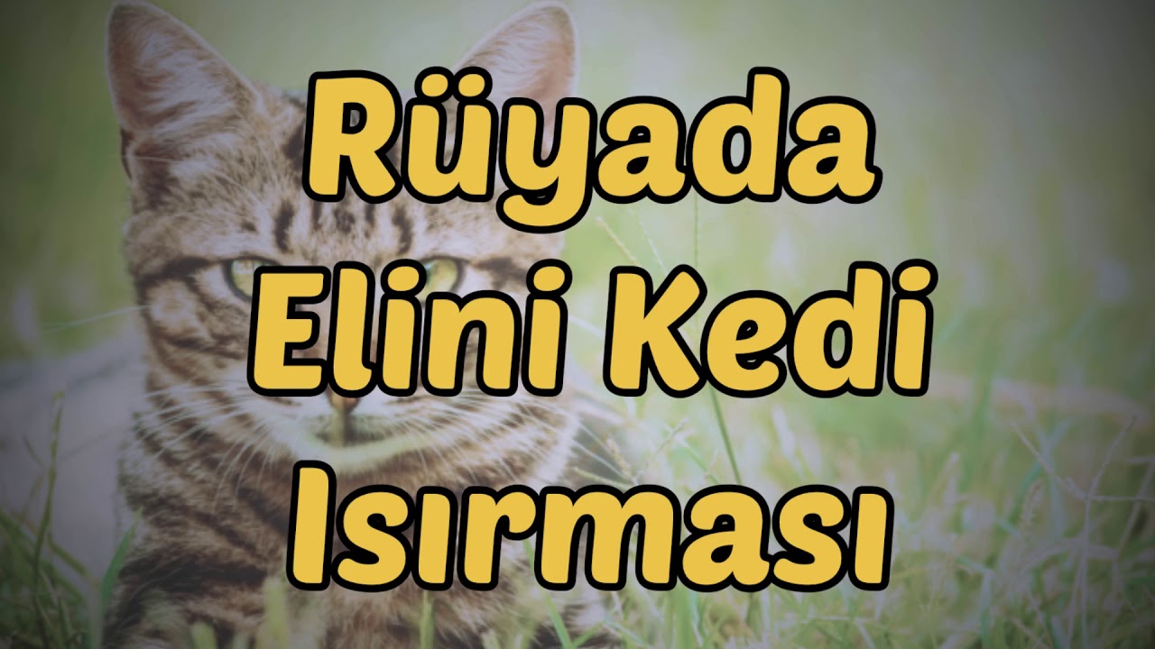 Ruyada Kedi Elini Isirmasi Youtube