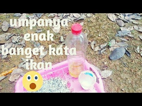 cara membuat umpan jitu mancing ikan betok atau puyu di jamin 1000%real
