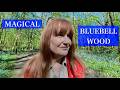 A Walk through an English BLUEBELL wood & lots of fascinating facts about Bluebells. #relaxingwalk