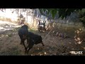 Rottweiler cruzando parte 2