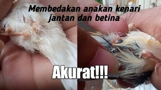 Membedakan anakan kenari jantan dan betina,pemula pasti bisa!!!