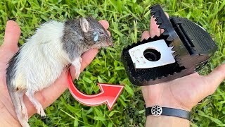 TRAPPING THE RATS INVADING MY ZOO !