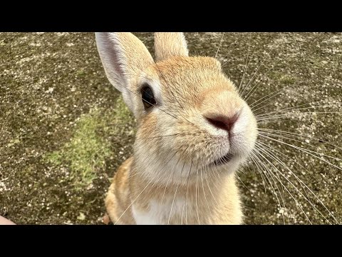 Visiting Rabbit Island in Hiroshima!