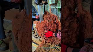 Red D Camphor Burl Wood Cutting Revealing Vibrant Red Interior