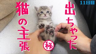 【保護猫】こちょこちょされてアレが出ちゃった子猫～その主張を時を戻して振り返る～【生後24日】Peeing kitten